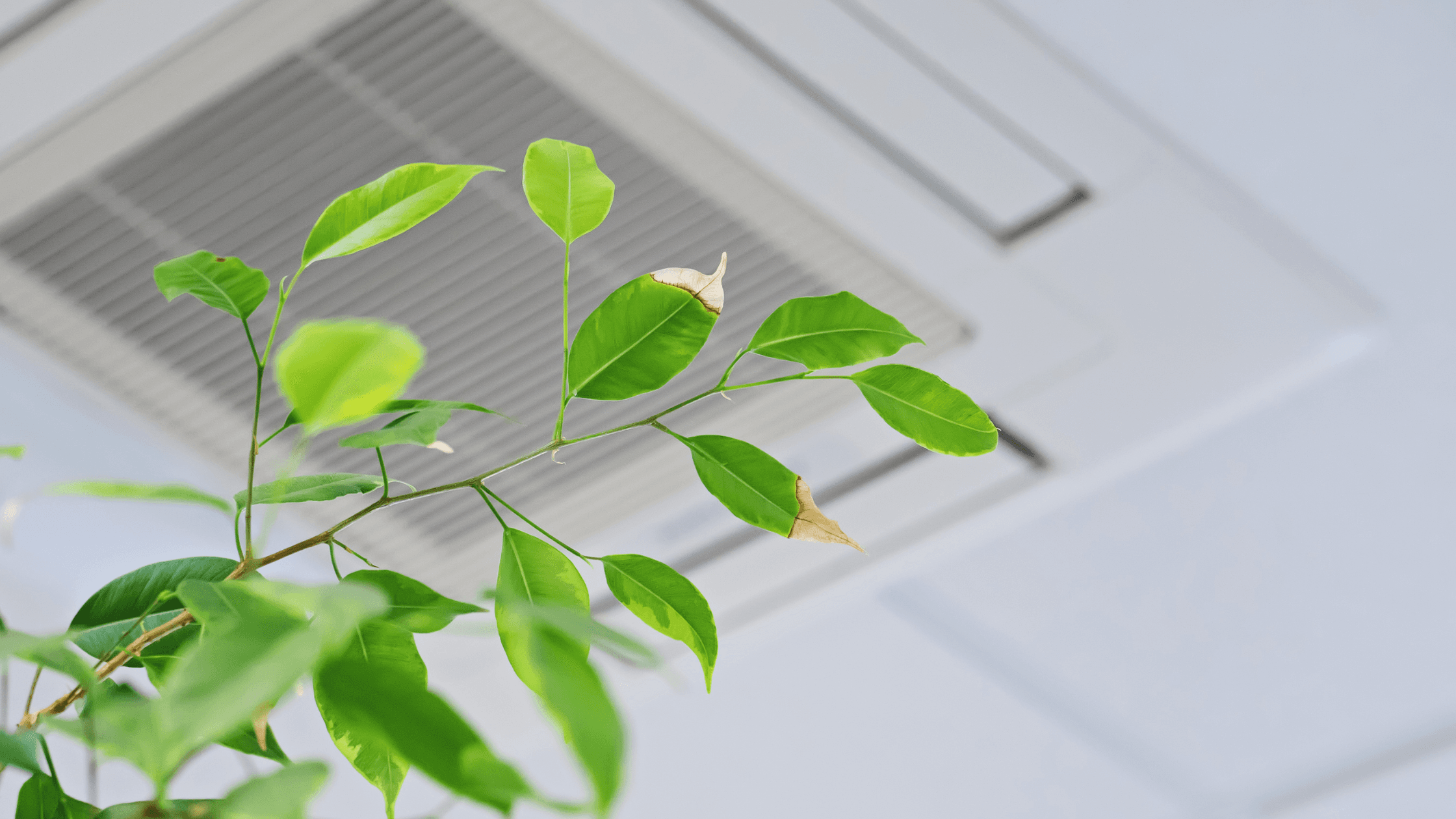 Healthy air